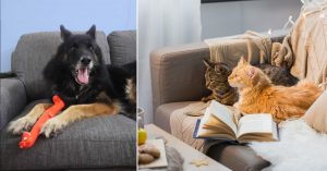 Pet-Friendly Upholstery Fabrics for Pet Owners