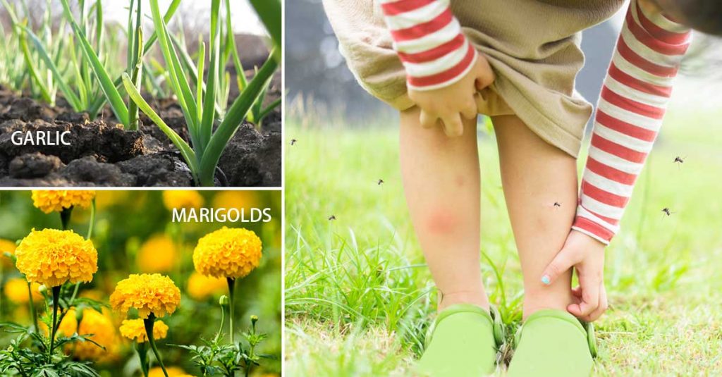 Plants That Help Keep Mosquitoes Away
